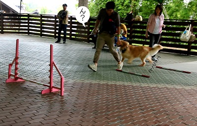 こー君　アジリティ