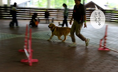 こー君　アジリティ