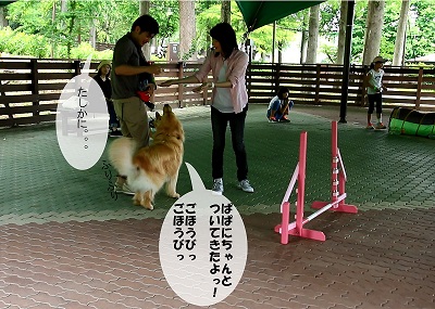 こー君　アジリティ