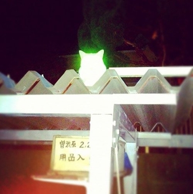 心霊写真 猫神 ねこ ネコ 超常現象 NMR