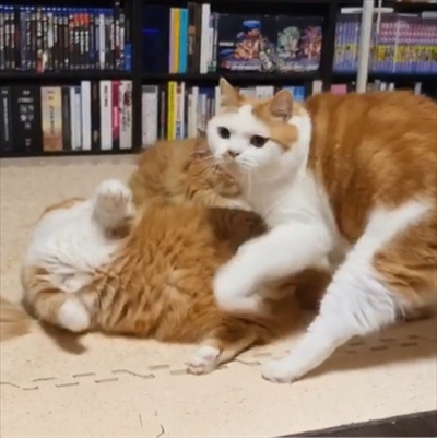 マンチカンズと仲間たち