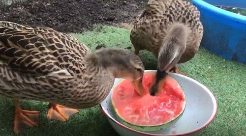 スイカを食べるアイガモさん