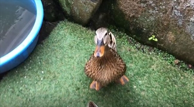 スイカを食べるアイガモさん