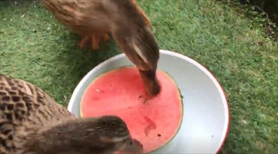 スイカを食べるアイガモさん