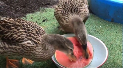 スイカを食べるアイガモさん
