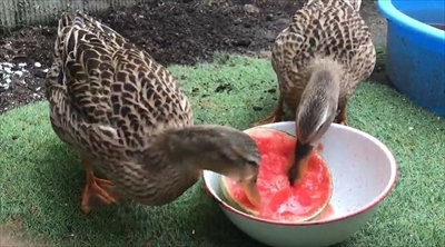 スイカを食べるアイガモさん