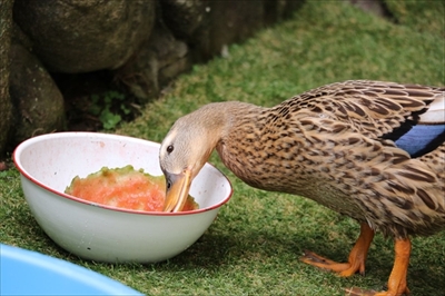 スイカを食べるアイガモさん