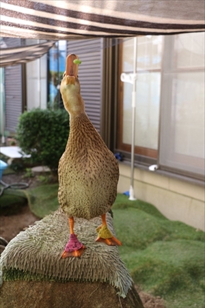 スイカを食べるアイガモさん
