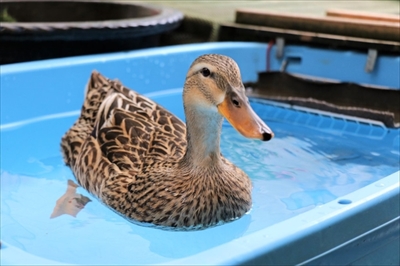 スイカを食べるアイガモさん