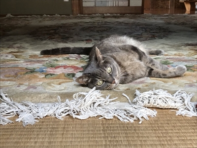 スイカを食べるアイガモさん