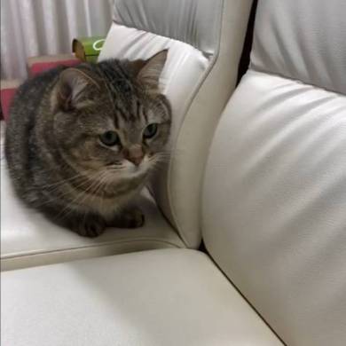 トニオ 小鉄