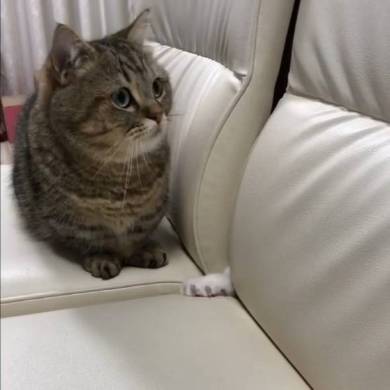 トニオ 小鉄