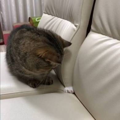 トニオ 小鉄