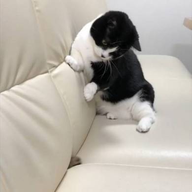 トニオ 小鉄