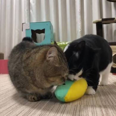 トニオ 小鉄