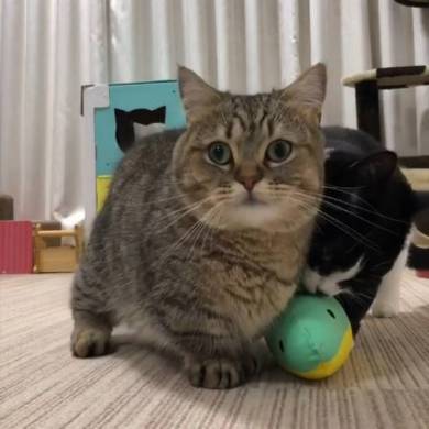 トニオ 小鉄
