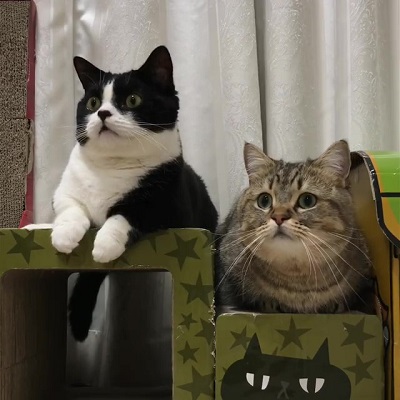 トニオ 小鉄