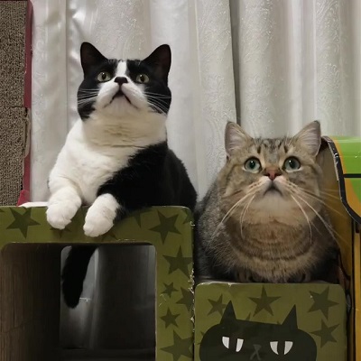 トニオ 小鉄