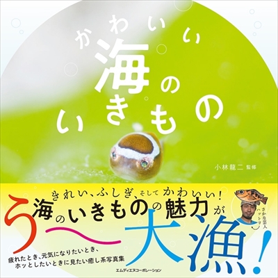 かわいい海のいきもの