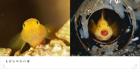 かわいい海のいきもの
