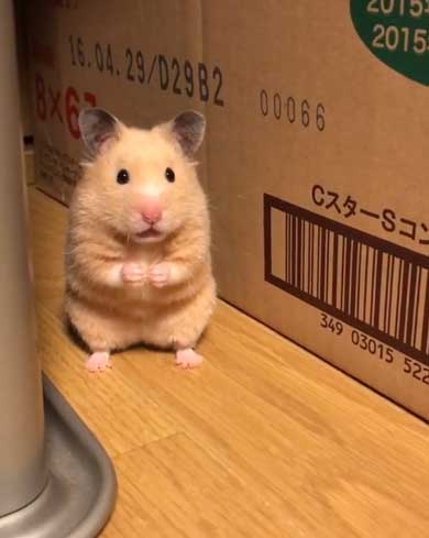 おすすめ