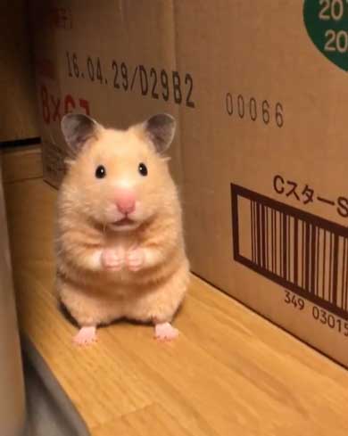 ハムスター フリーズ 固まる