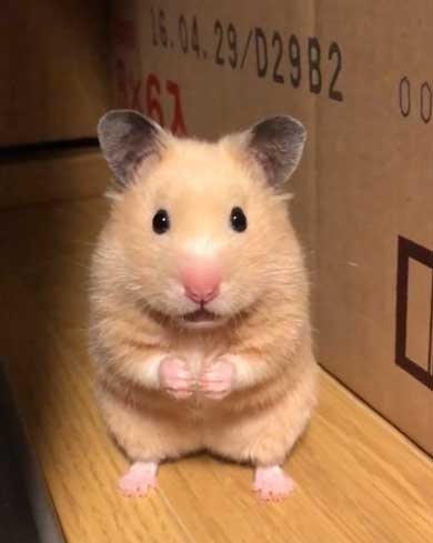 ハムスター フリーズ 固まる