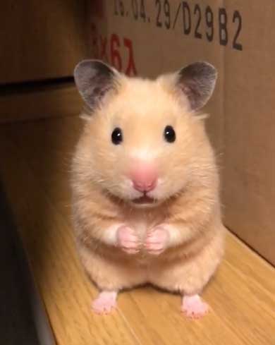 ハムスター フリーズ 固まる