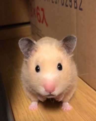 ハムスター フリーズ 固まる