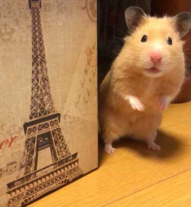 ハムスター フリーズ 固まる