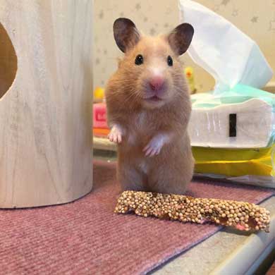 ハムスター フリーズ 固まる