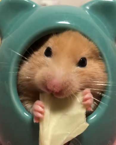 ハムスター フリーズ 固まる