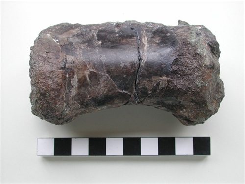 ティラノサウルス類の化石発見