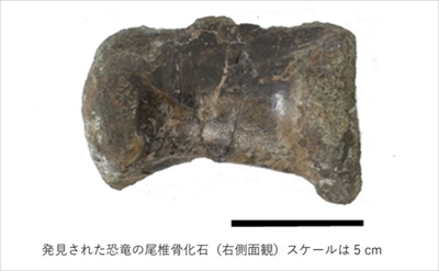 ティラノサウルス類の化石発見