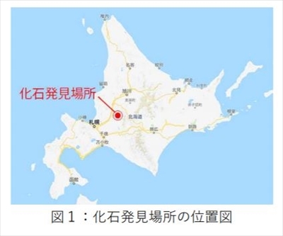 ティラノサウルス類の化石発見
