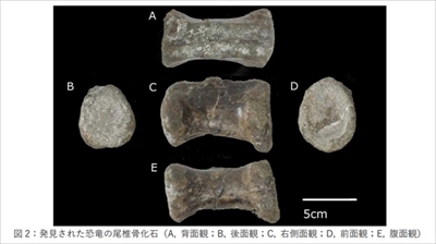 ティラノサウルス類の化石発見