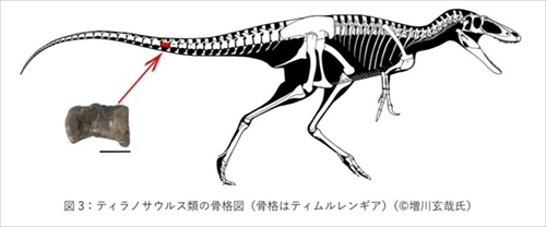 ティラノサウルス類の化石発見