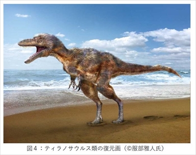 ティラノサウルス類の化石発見