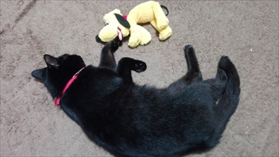 プルートを持ってくる猫ちゃん