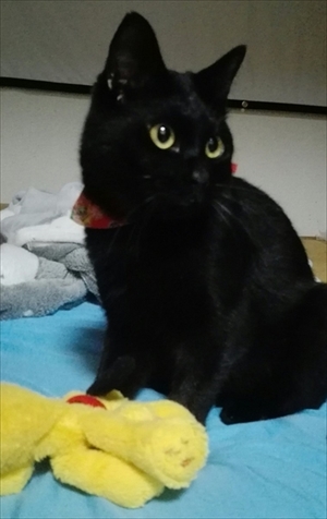 プルートを持ってくる猫ちゃん