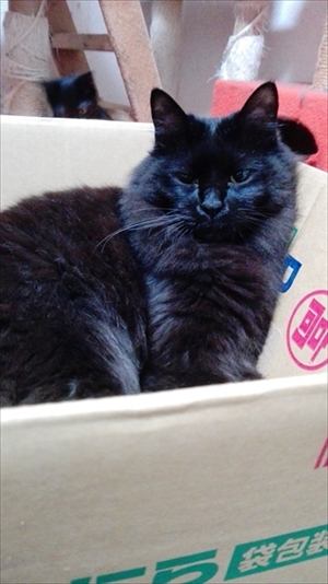 プルートを持ってくる猫ちゃん