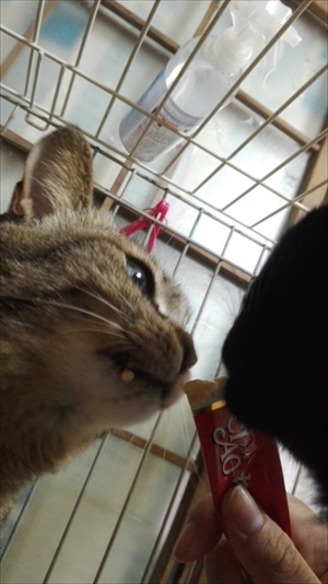 プルートを持ってくる猫ちゃん