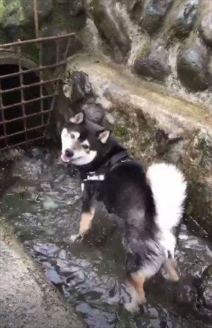 冷やし黒柴のかんた君