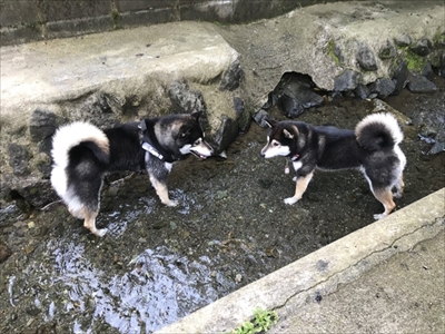 冷やし黒柴のかんた君