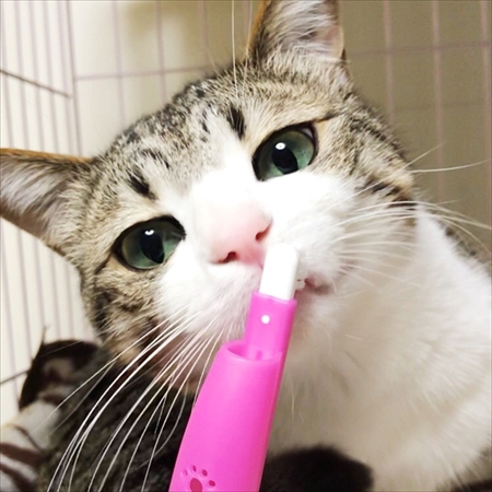 猫のすずめちゃん