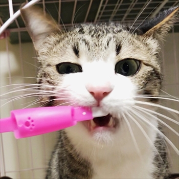 猫のすずめちゃん