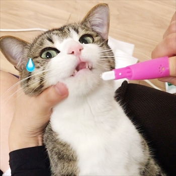 猫のすずめちゃん