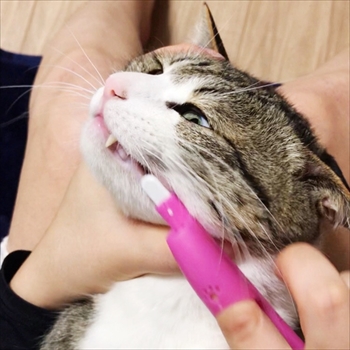 猫のすずめちゃん