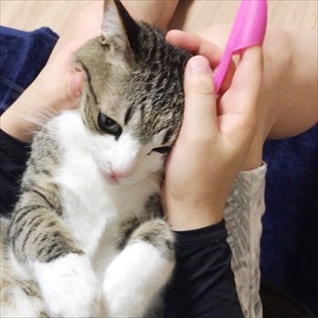 猫のすずめちゃん