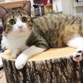 猫のすずめちゃん